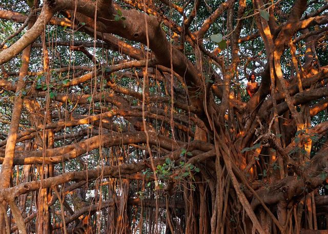 Representative photo: Banyan tree in meditation, Yogi, Sadhu, Paliem, Goa, India. Not this event.