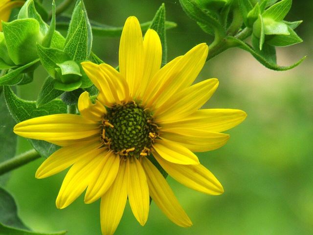 Venue photograph: Sunflower (14591237883). Not a photograph of this event.