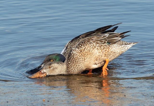 Representative photo: Northern shoveler pair in Marine Park (33233). Not this venue.
