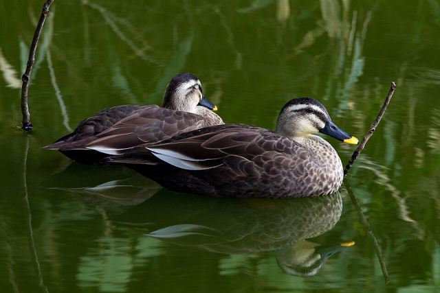 Representative photo: Spot-billed duck, Tennōji Park, Osaka, October 2015. Not this venue.