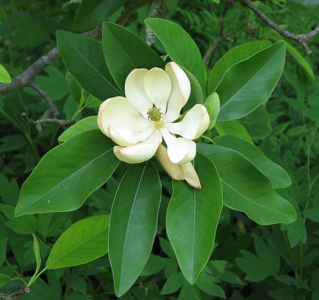 Representative photo: Sweetbay Magnolia Magnolia virginiana Flower Closeup 2242px. Not this venue.