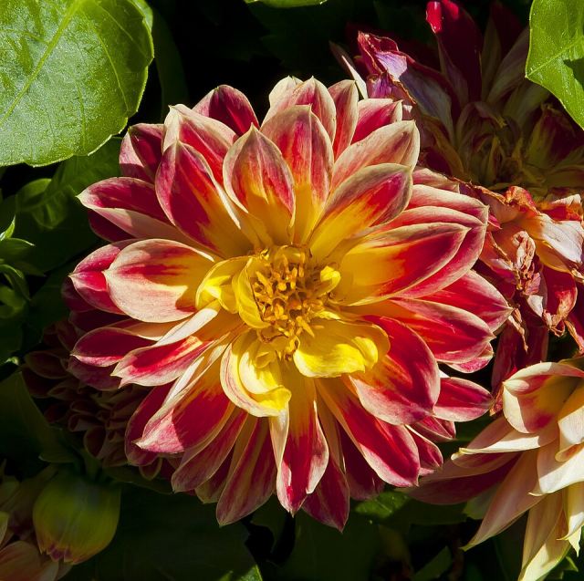 Representative photo: Dahlia x hortensis, jardín botánico de Tallinn, Estonia, 2012-08-13, DD 01. Not this venue.
