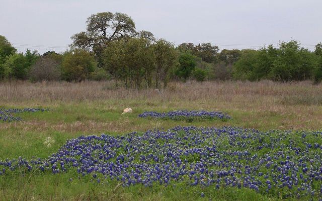 Venue photograph: Texas bluebonnet field oak. Not a photograph of this event.