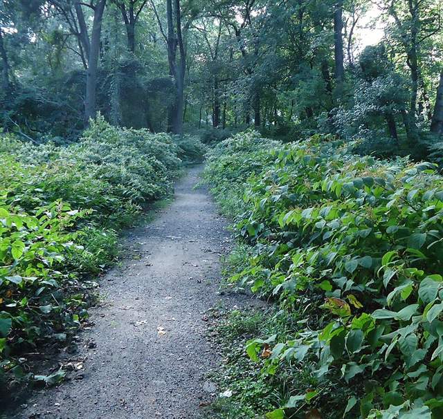 Representative photo: Park and paths. Not this venue.