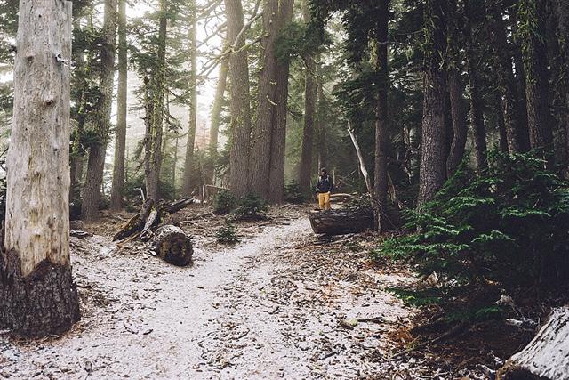 Representative photo: Woodland hiking trail. Not this event.