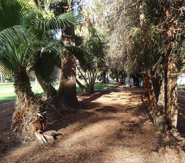 Representative photo: Tree-lined park path. Not this venue.